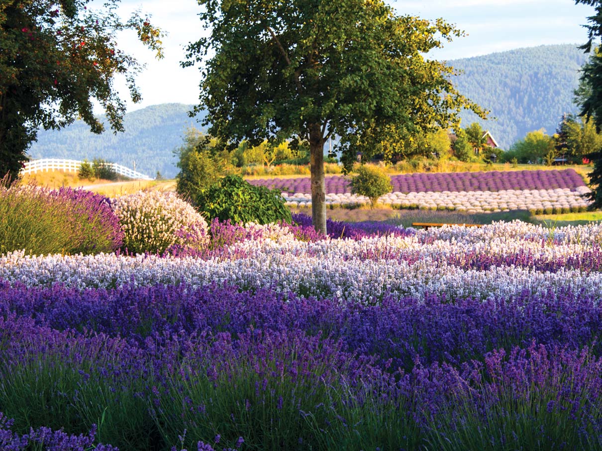 Types of Lavender for Home Gardens - Flower Magazine