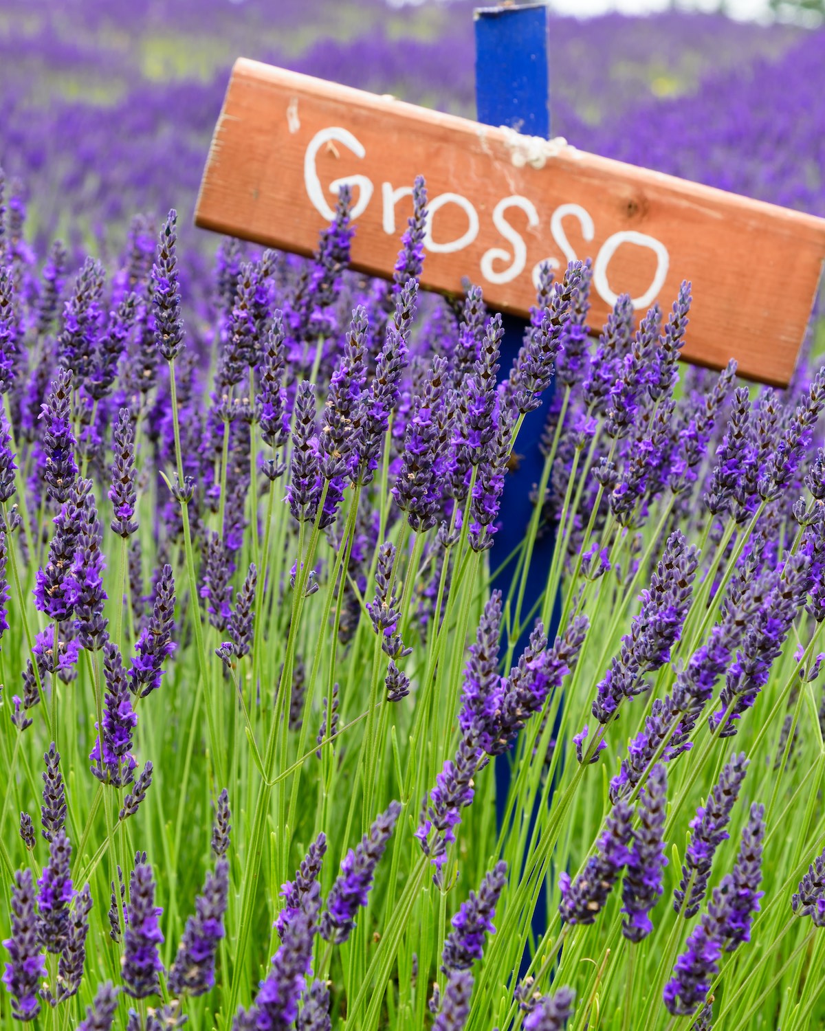 Types of Lavender for Home Gardens - Flower Magazine