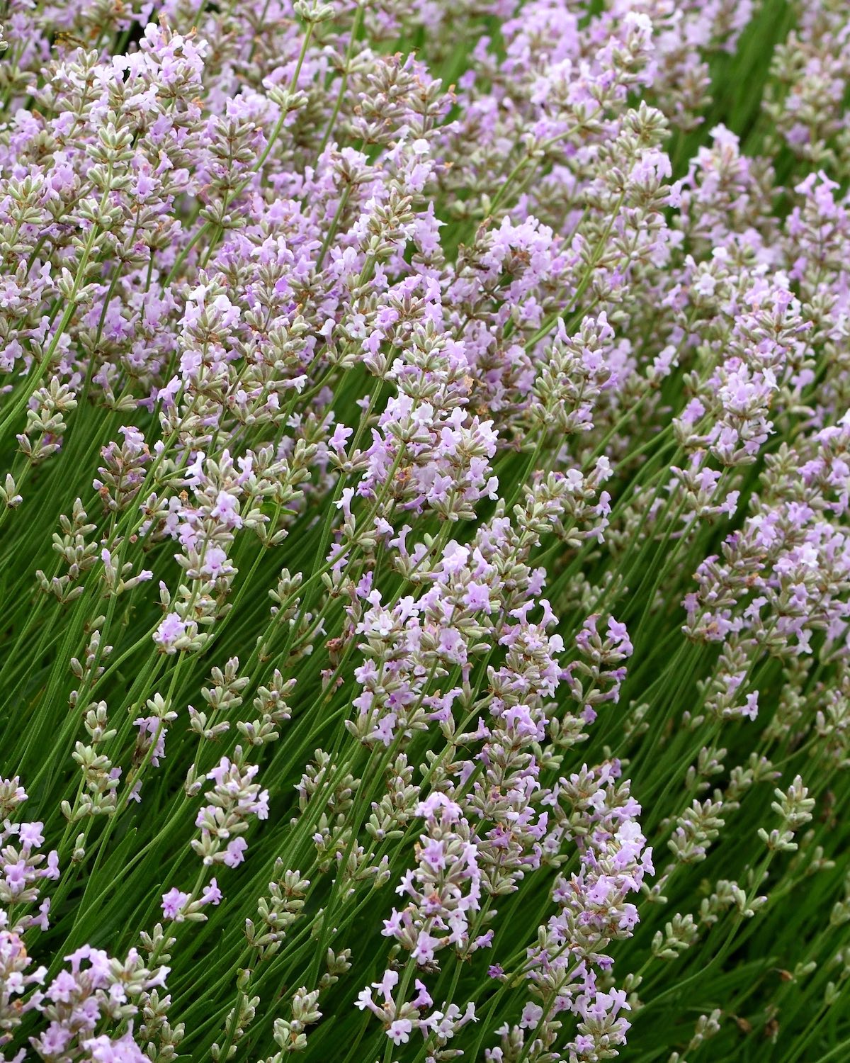 Types of Lavender for Home Gardens - Flower Magazine