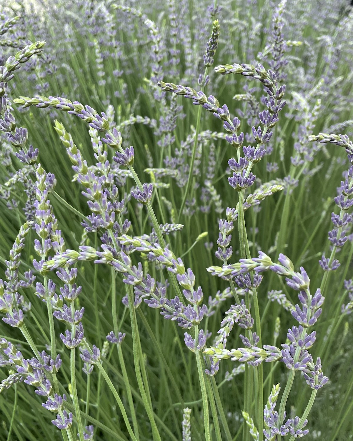 Types of Lavender for Home Gardens - Flower Magazine