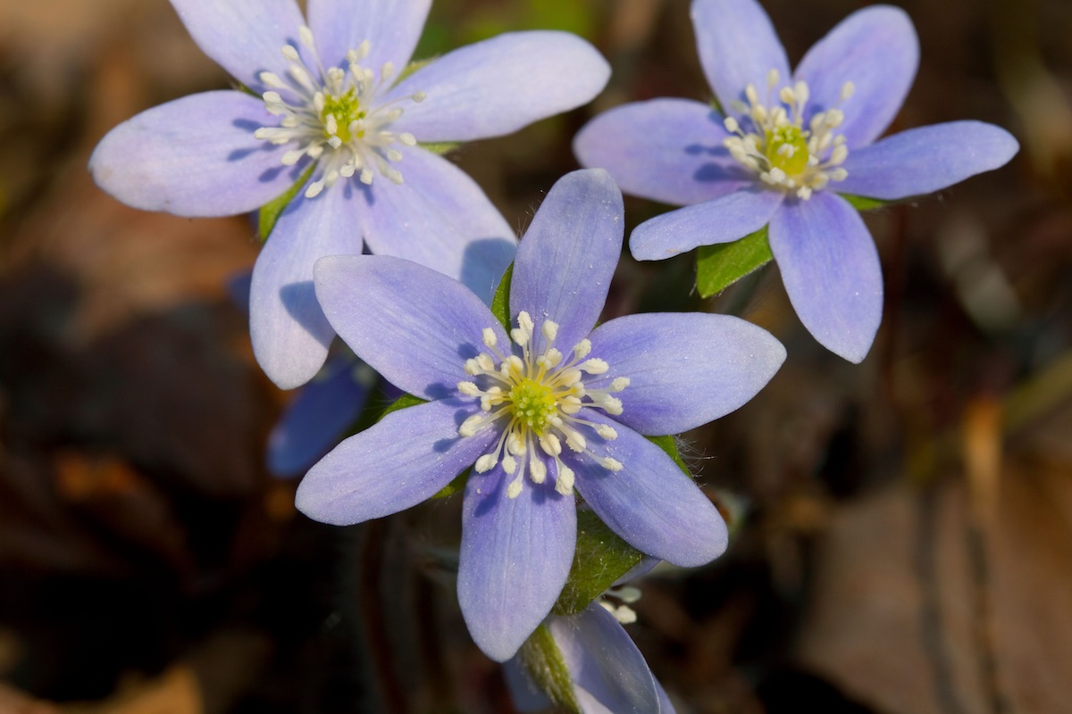 Anemone Flower Varieties - Flower Magazine