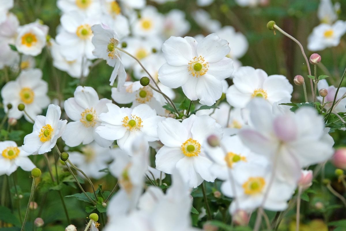 143　アネモネ Anemone Flower Varieties - Flower Magazine