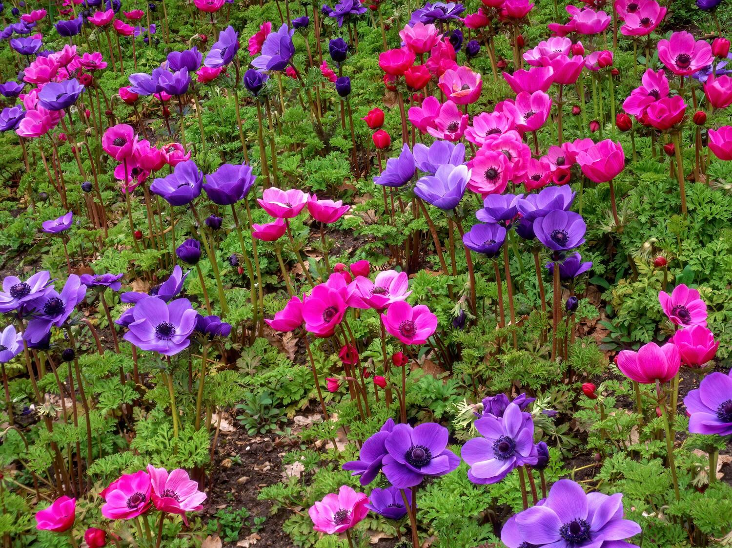 Anemone Flower Varieties - Flower Magazine
