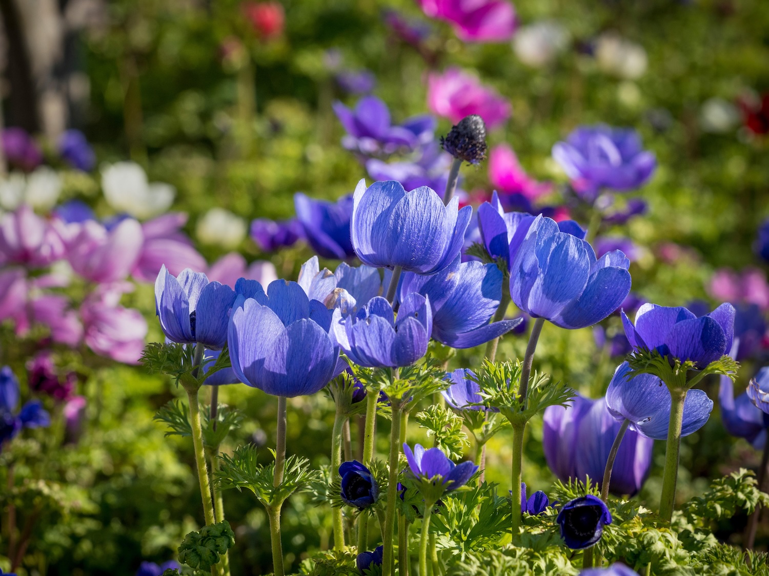 Anemone Flower Varieties - Flower Magazine